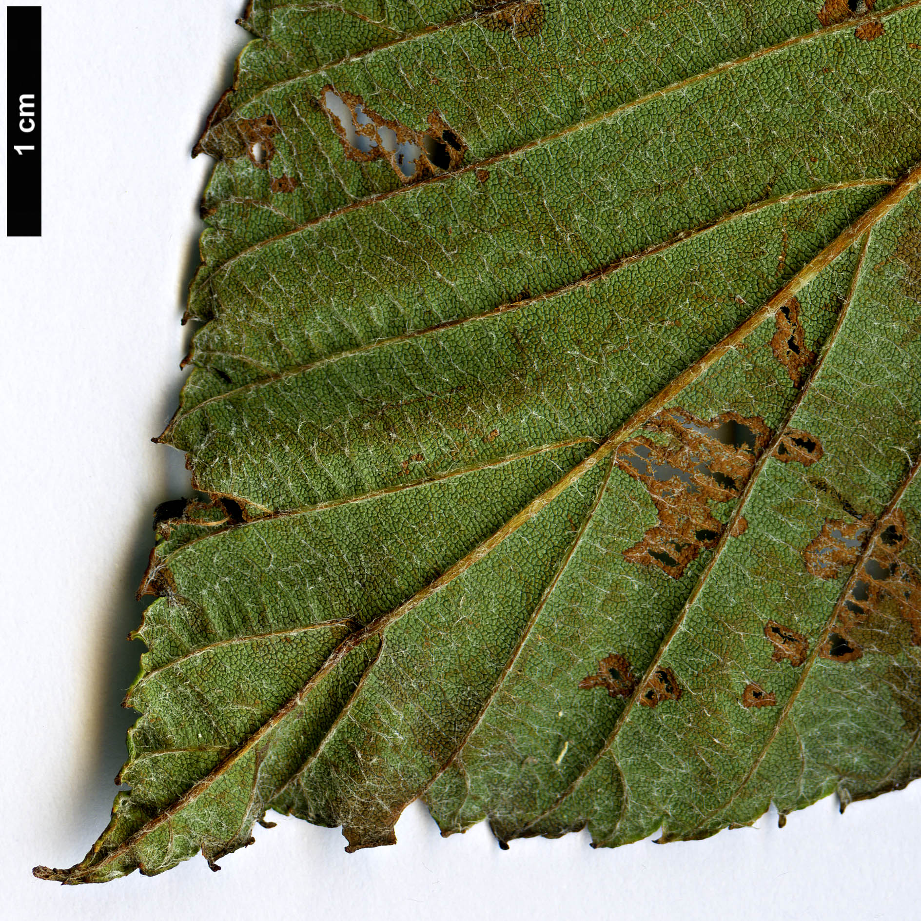 High resolution image: Family: Rosaceae - Genus: Sorbus - Taxon: heseltinei - SpeciesSub: var. glabrescens High resolution image: Family: Rosaceae - Genus: Sorbus - Taxon: heseltinei - SpeciesSub: var. glabrescens